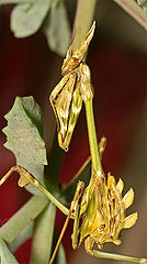 photo "***"