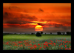 photo "Spring mood"