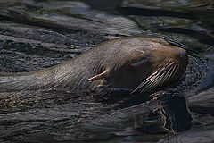 photo "Late evening swim !"