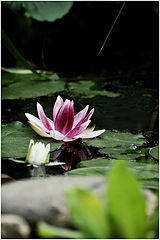 photo "***"