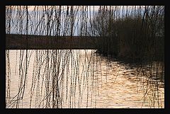 photo "crying tree"