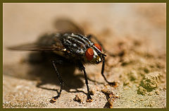 photo "A Fly"