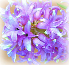 photo "Spring flowers"