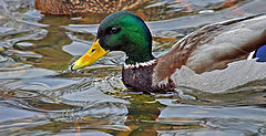 photo "An admiral drake"