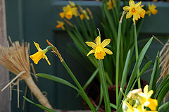 photo "narcissus"