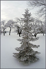 photo "Ant winter"