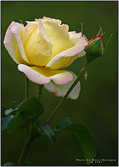 photo "For fine photographer-woman"