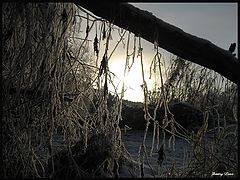 photo "***"