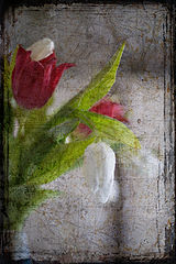 photo "***"