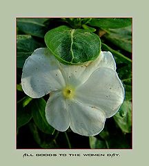 photo "All goods to the women day."