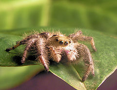 фото "Wolf spider"