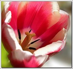 photo "Spring"