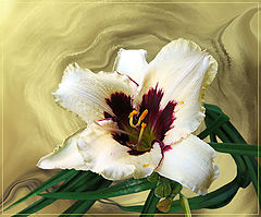 фото "Day-Lily"