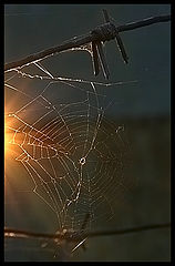 фото "~~~"