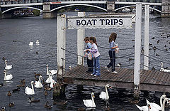 photo "While the boats are away, the swans will play"