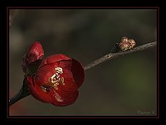 photo "***"