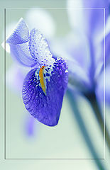 photo "***"