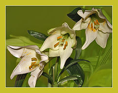 photo "Three Sisters"