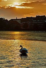 фото "Golden Eventide"