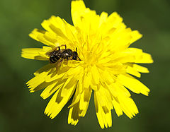 photo "Working ....."