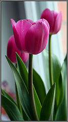 photo "***"