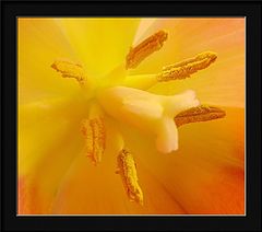 фото "tulipa macro"