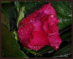 photo "the rose"