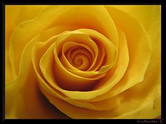 photo "velvet rose"