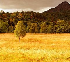 photo "Field of Gold"