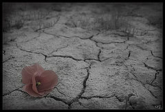 фото "Flower to forsake"
