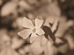 photo "Simply ..... a leaf."