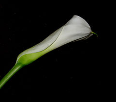 photo "Alone"
