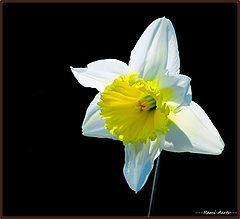photo "for a nice girl"