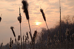 photo "***"