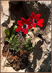 photo "Rocks & Flowers"