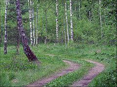 фото "прогулка в лесу"