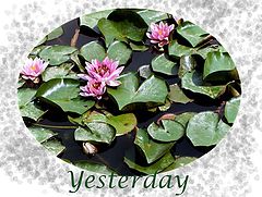 фото "Yesterday"