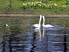photo "Two swans"