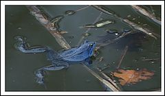 фото "blue frog"