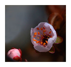 photo "Spring"