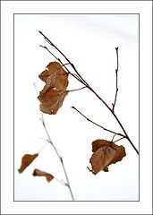 фото "***"
