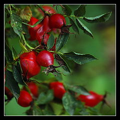 фото "Autumn - Осень"