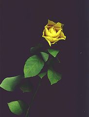 фото "" Just For You S ""