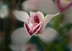 photo "Erotic"