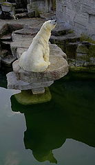 photo "Sun deck for polar bear"