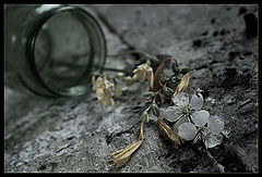 фото "Irretrievable love"