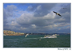 photo "Istanbul & Gulls"