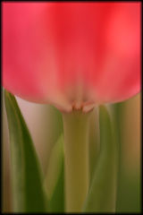 фото "Tulip"