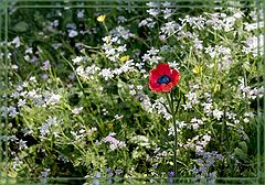 фото "The Spring"