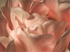 photo "Tenderness"